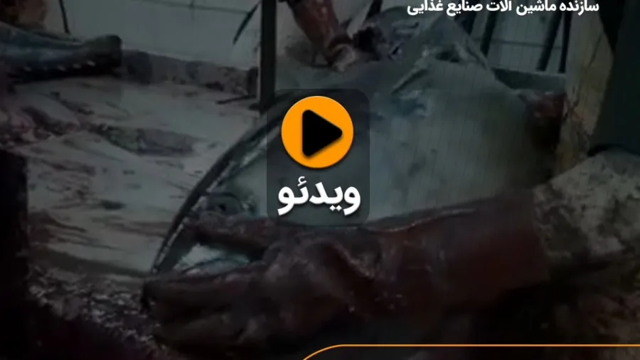 ویدیو اره برش ماهی تمام استیل - ظفر ماشین فناوران